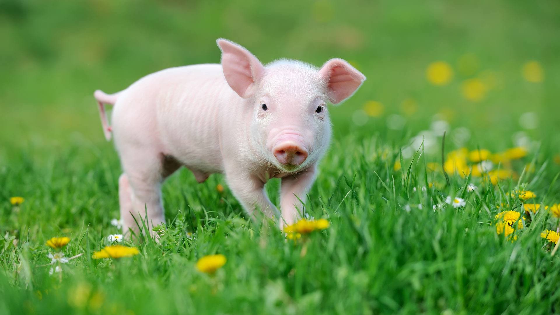 Fête du Cochon 2024 à Ungersheim